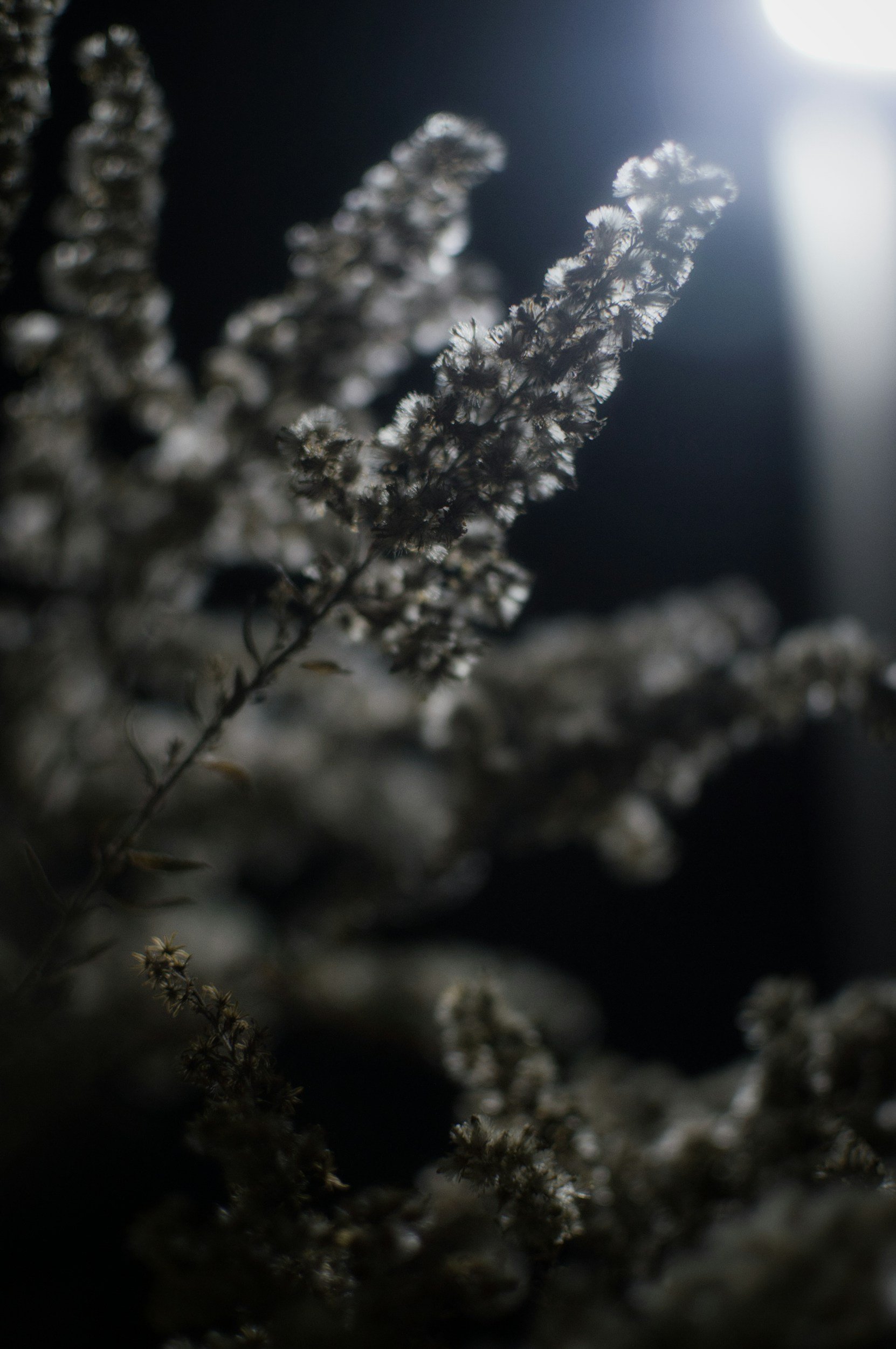 Black and white photo of a wildflower