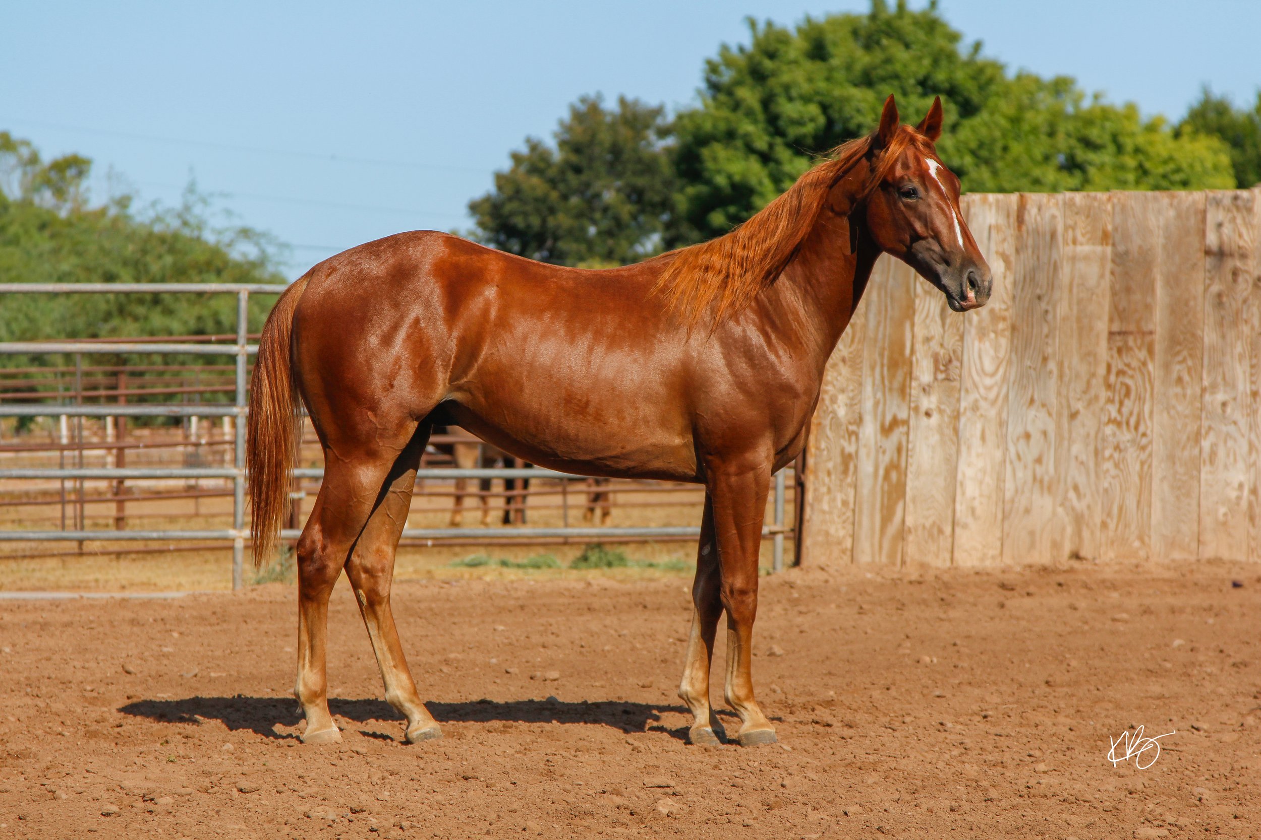 KK RED HOT FOX-56.jpg