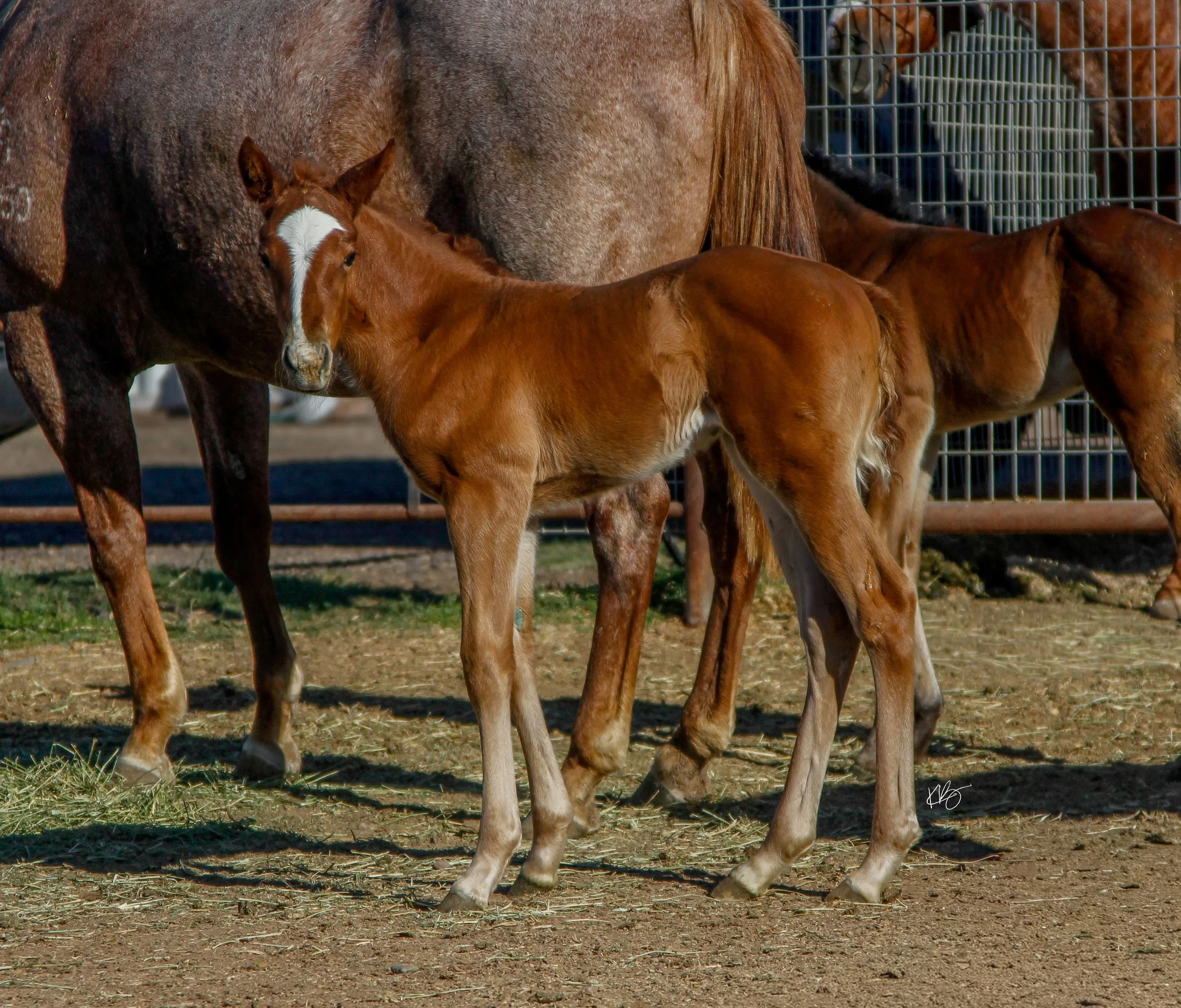 ADIOS FILLY-3 small.jpg