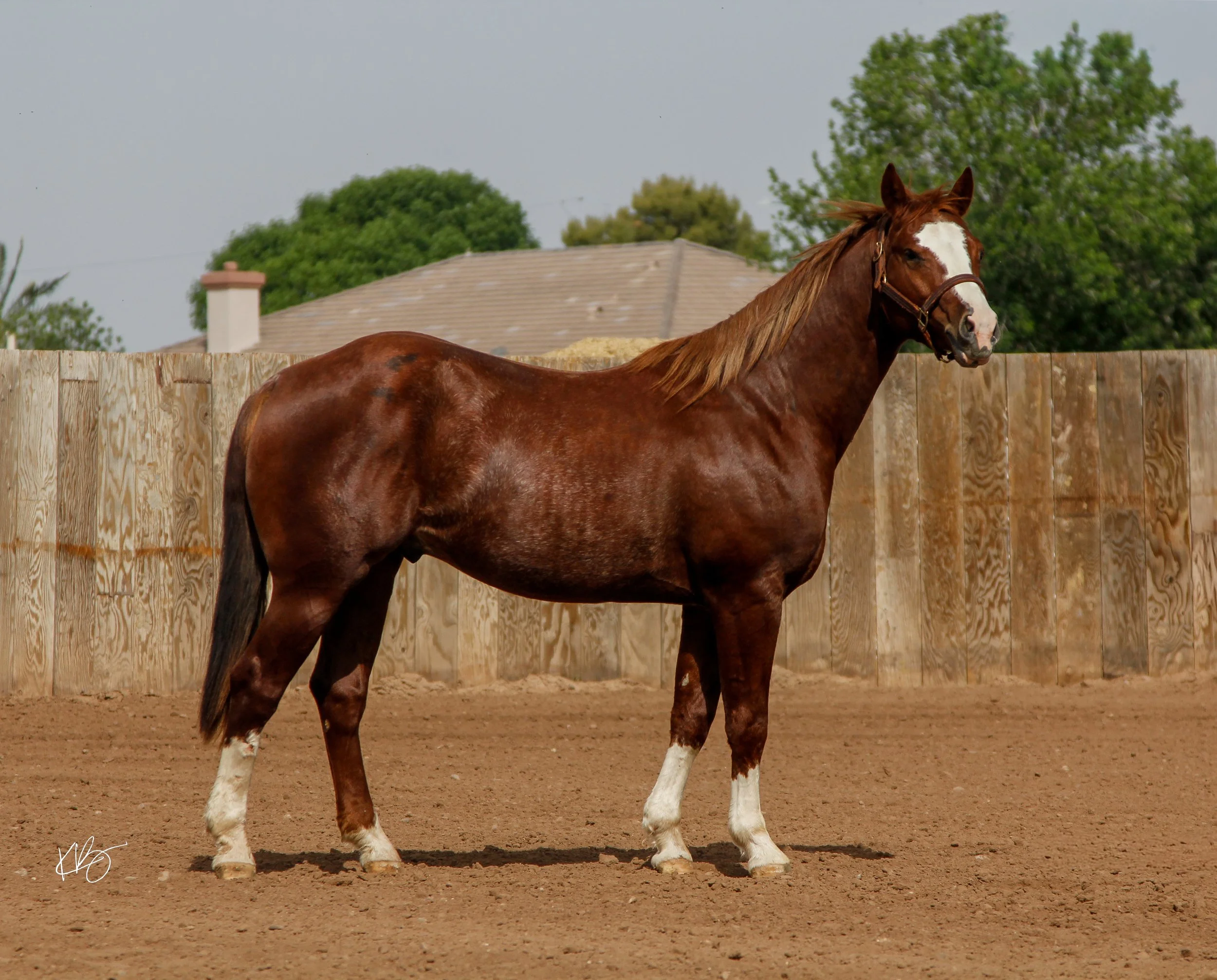 BLAZE-3.jpg