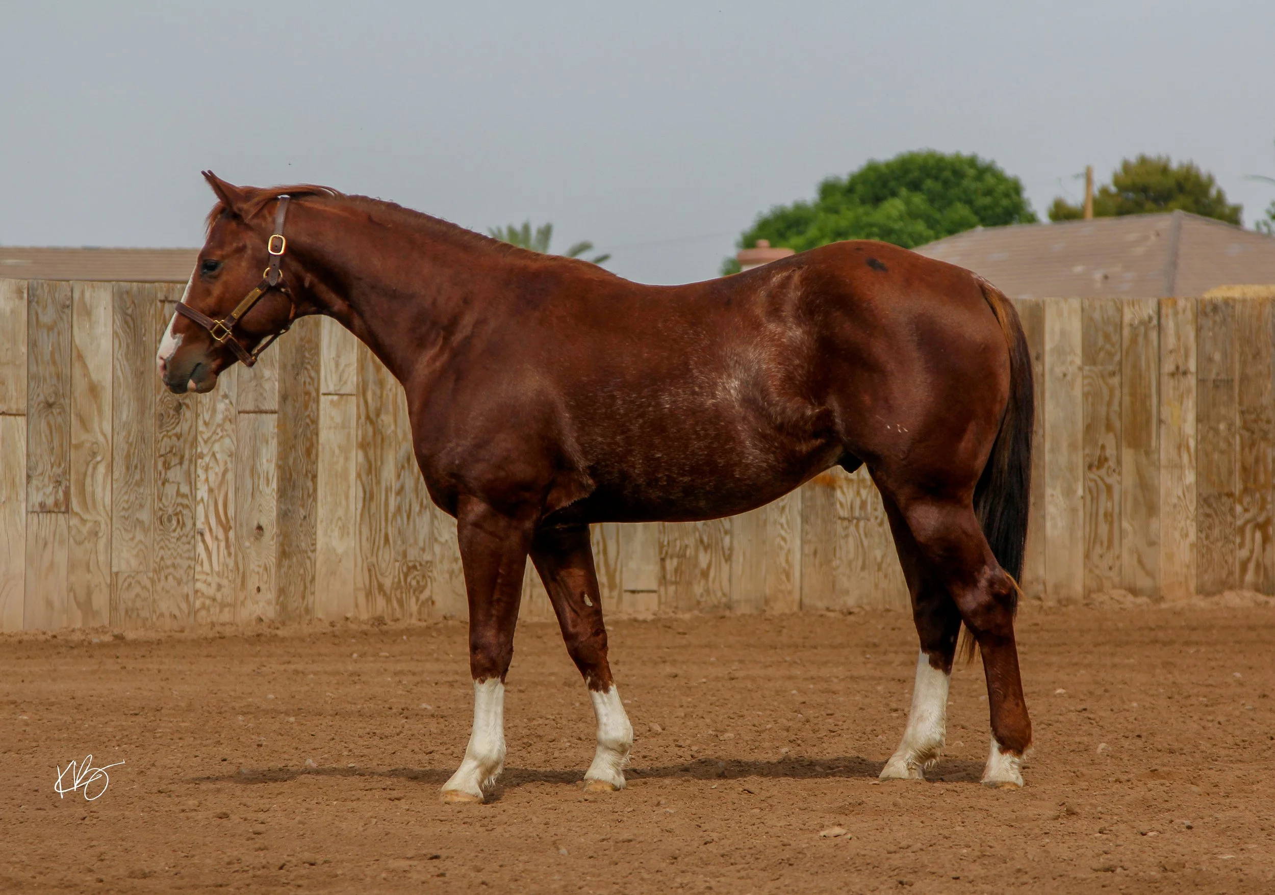 BLAZE-5.jpg