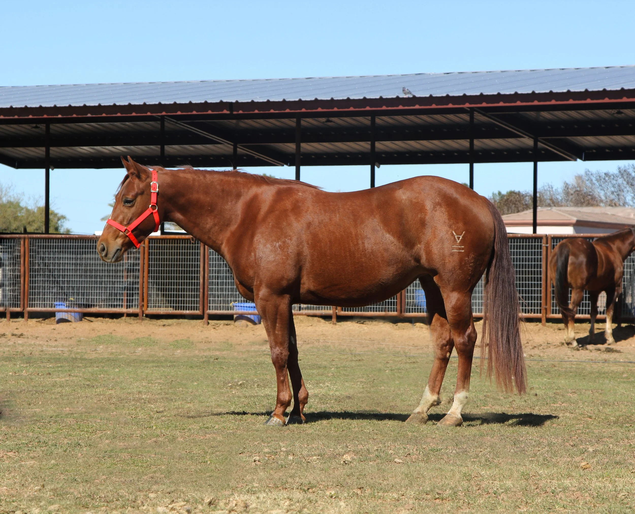 horses-for-sale-kk-performance-horses