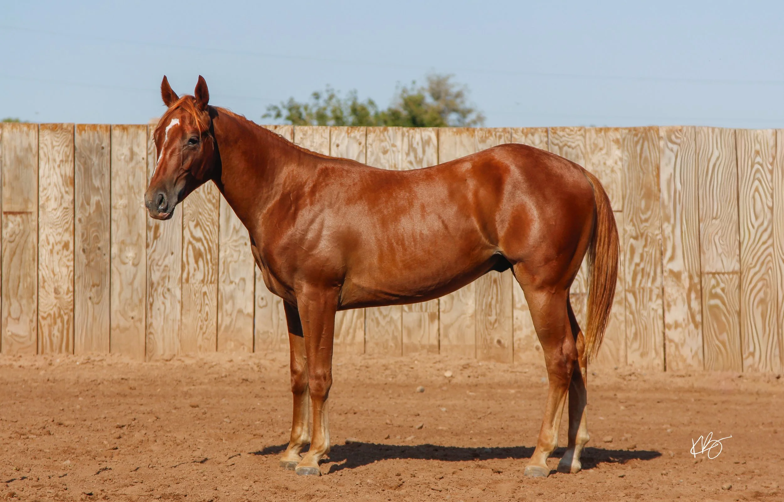 KK RED HOT FOX-57.jpg