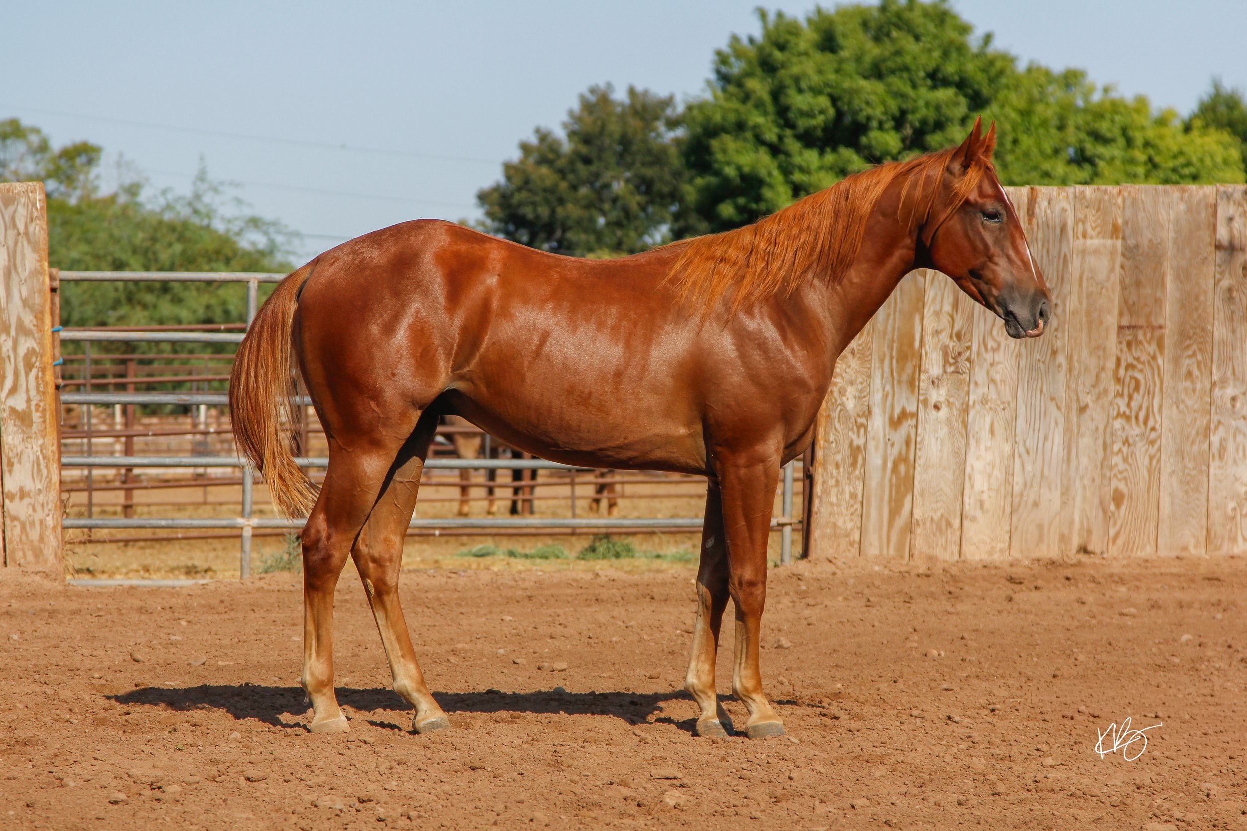 KK RED HOT FOX-55.jpg