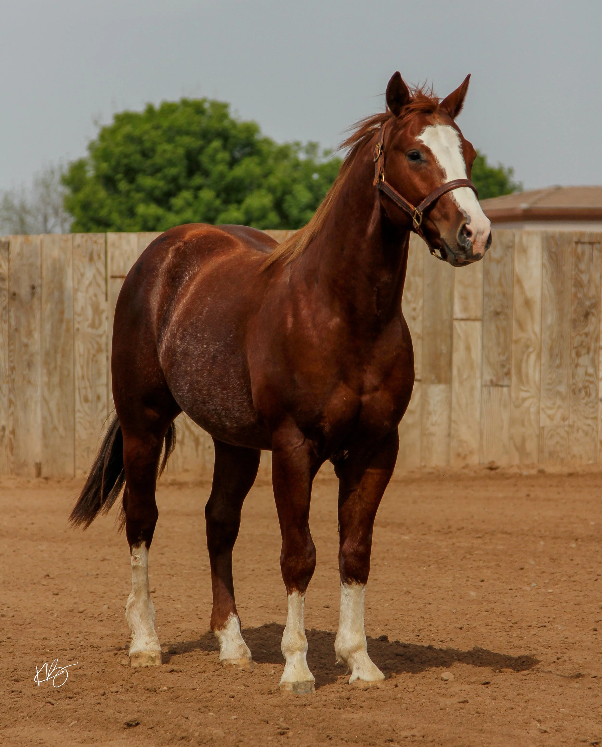BLAZE-1.jpg