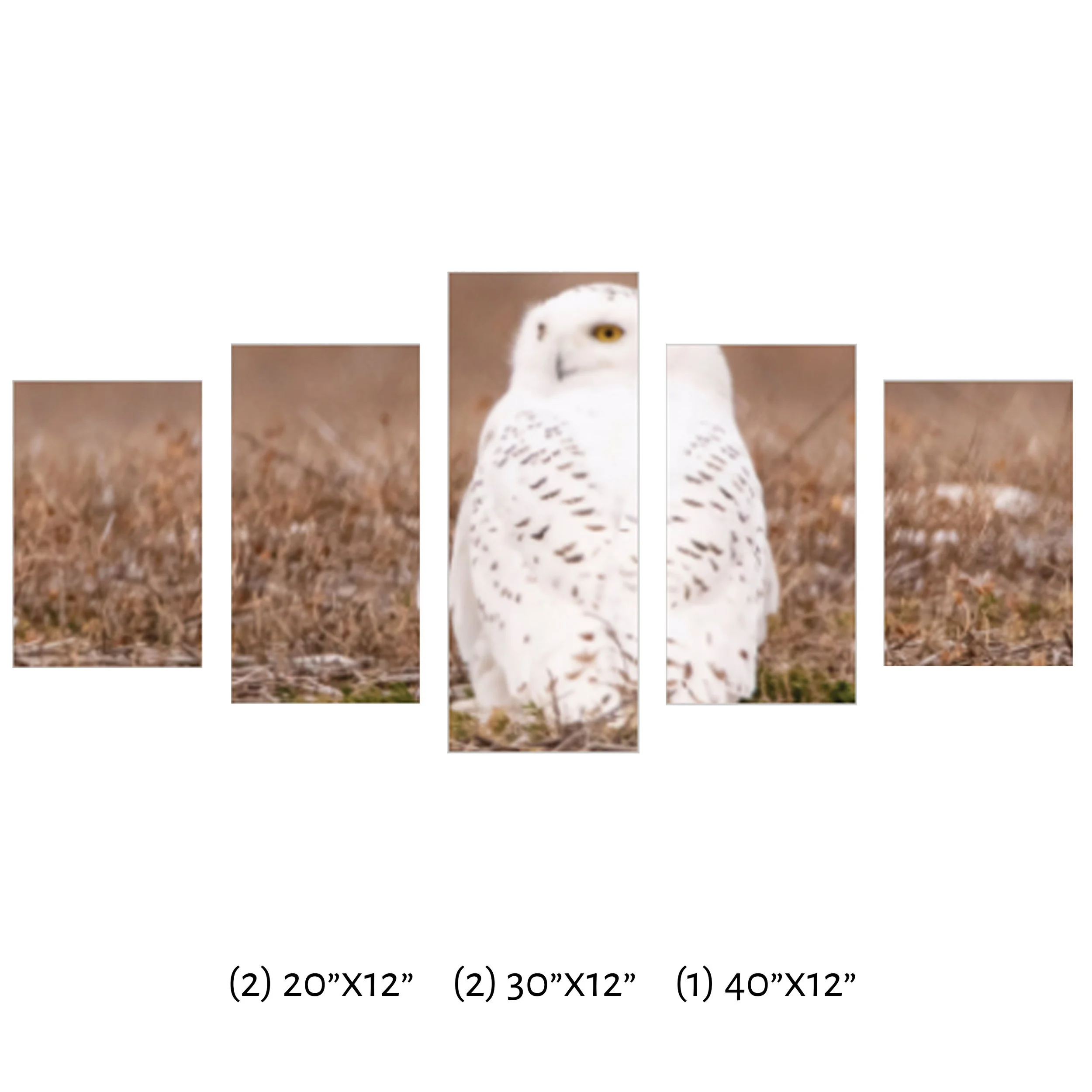 5 Panel-Looking Back.jpg