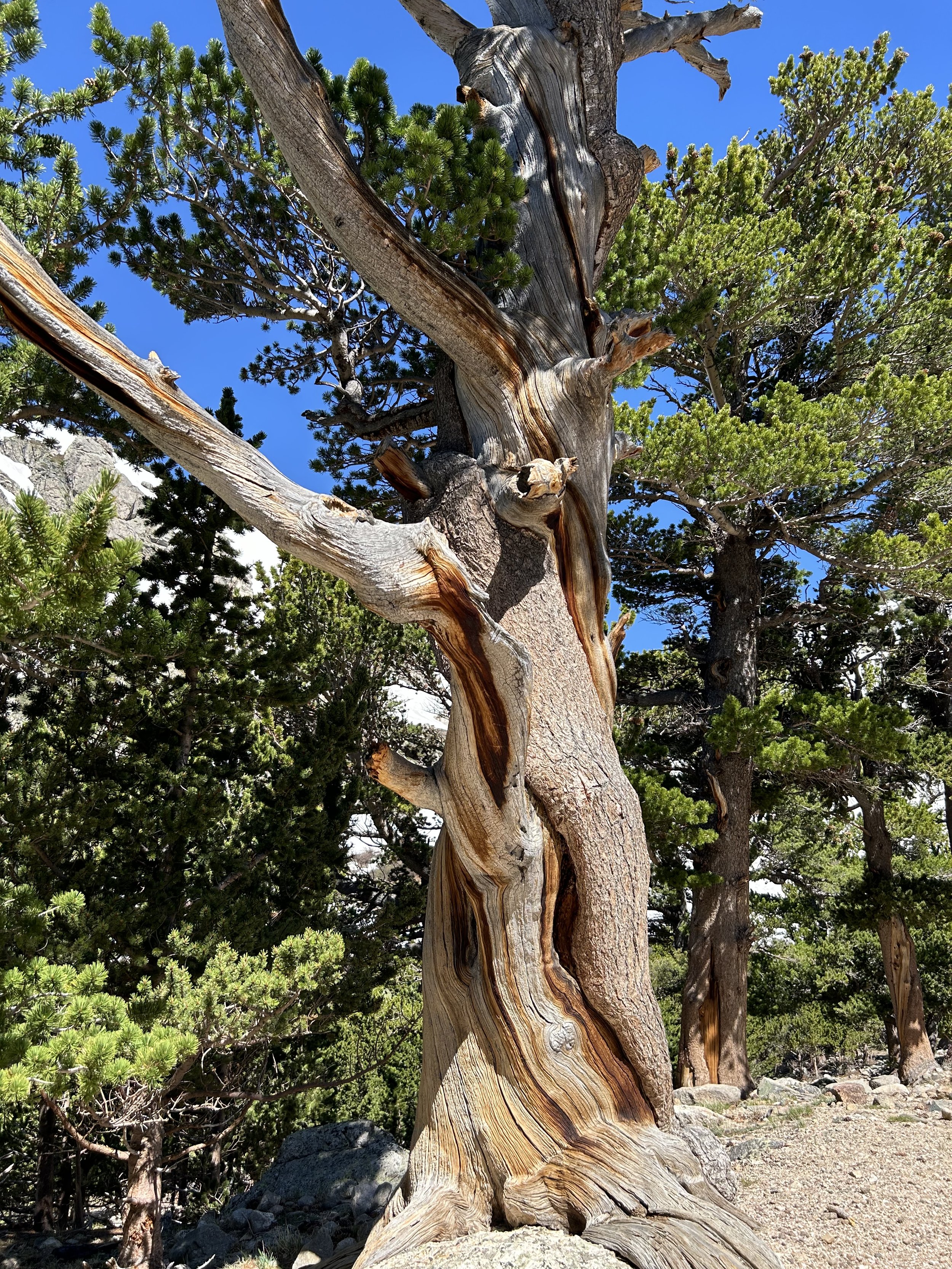 A tree in the forest