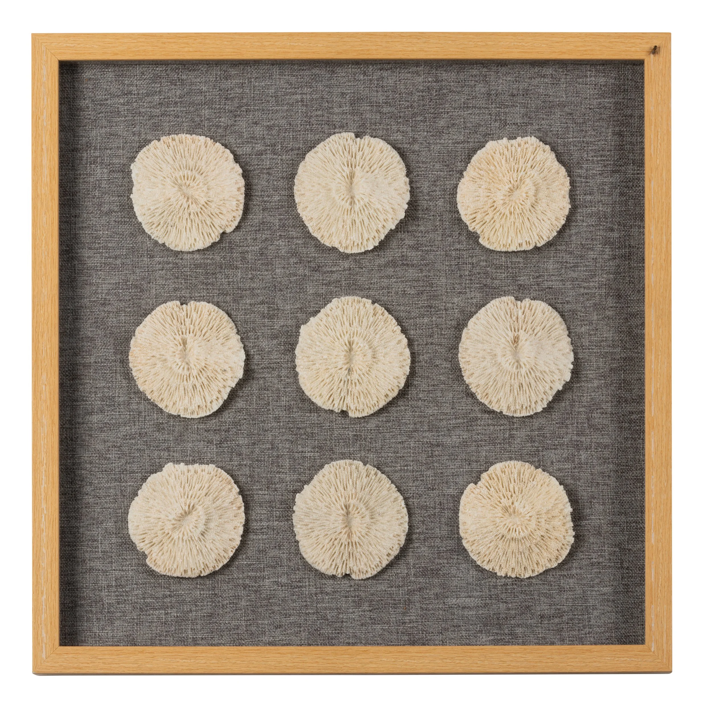 Shell%20Shadowbox.jpg