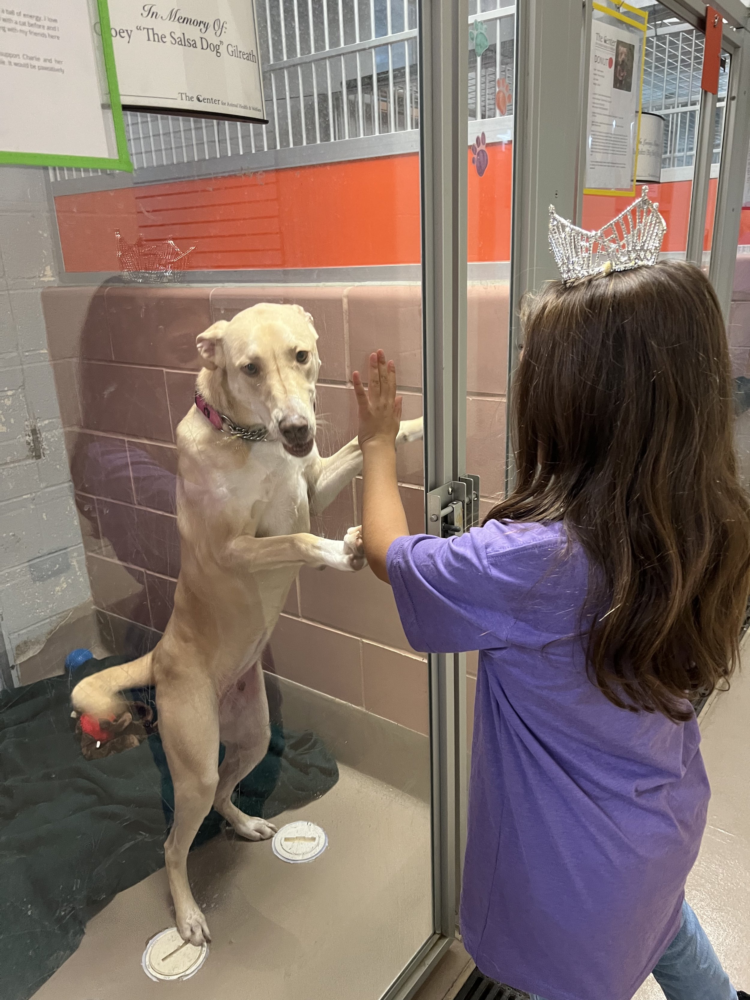 Spending time with the dogs in the shelter at The Center for Animal Health and Welfare in Easton, PA.