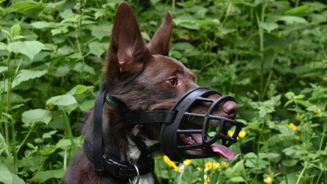 Baskerville_Ultra_on-dog-Kelpie_brand-image-gallery_1100x620.jpg