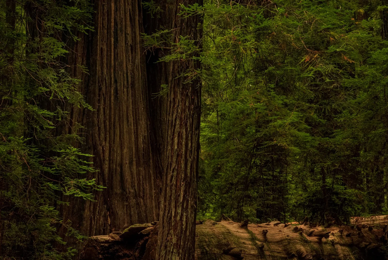 2022_08_11 - West Coast Road Trip_01261-PsEdit.jpg