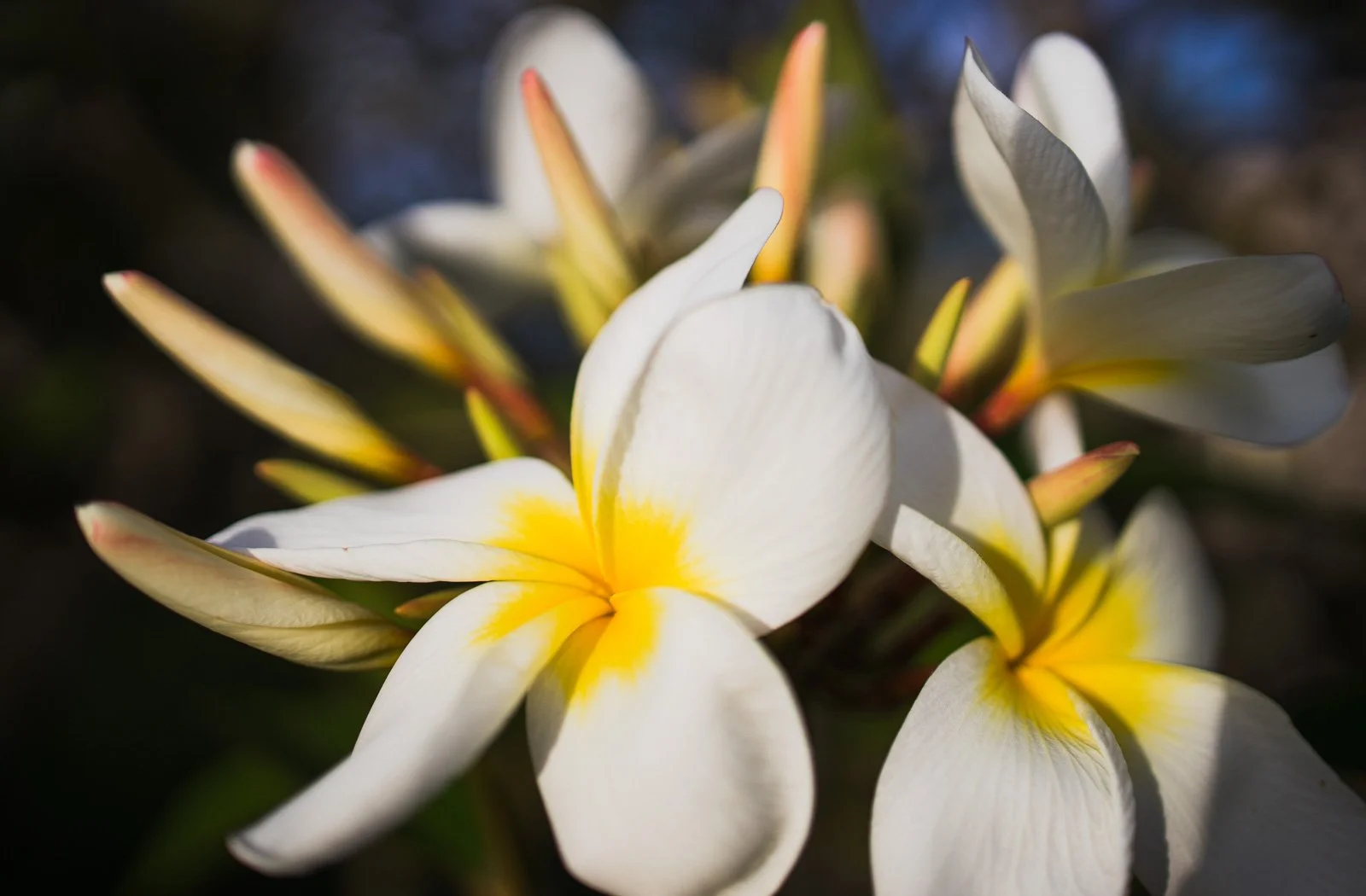 2021_05_08 - Kauai Vacation_00119-2.jpg