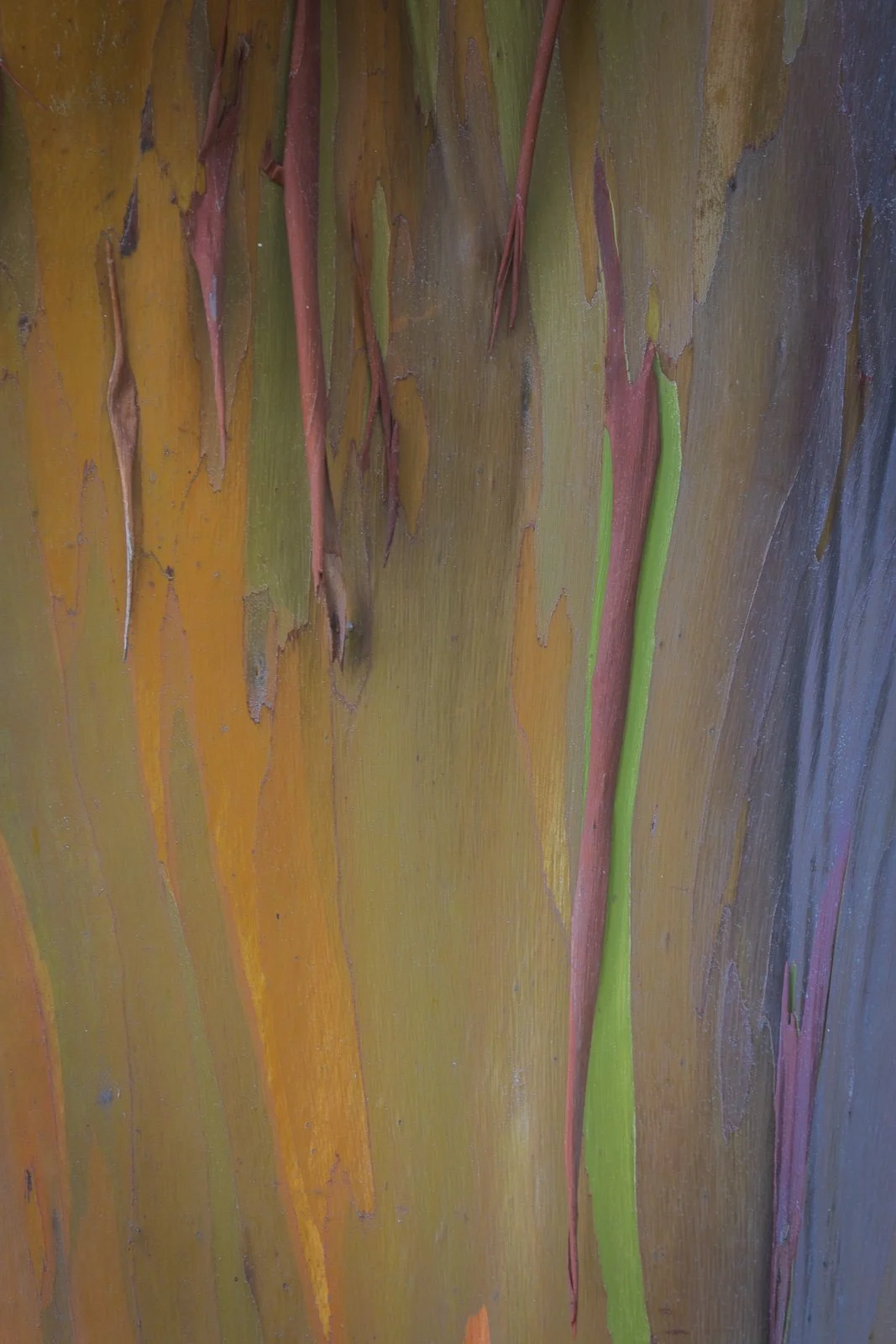 2021_05_15 - Kauai Vacation_04298-2.jpg