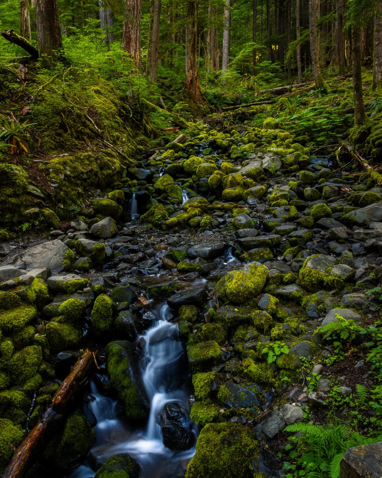 Small forest stream flowing over moss-covered rocks and fallen logs in lush green rainforest, Olympic Peninsula, Pacific Northwest nature photography