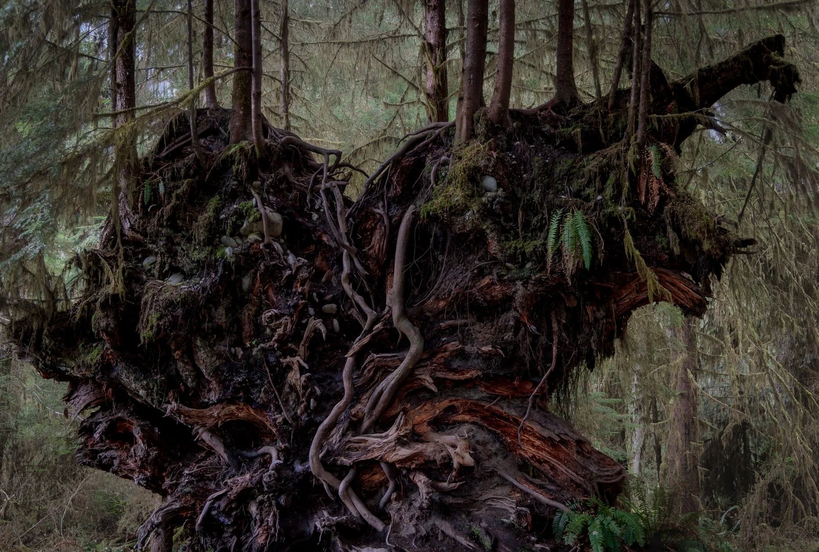 2024_04_05 - Hoh and Sol Duc Day Trip_00168-PsEdit.jpg