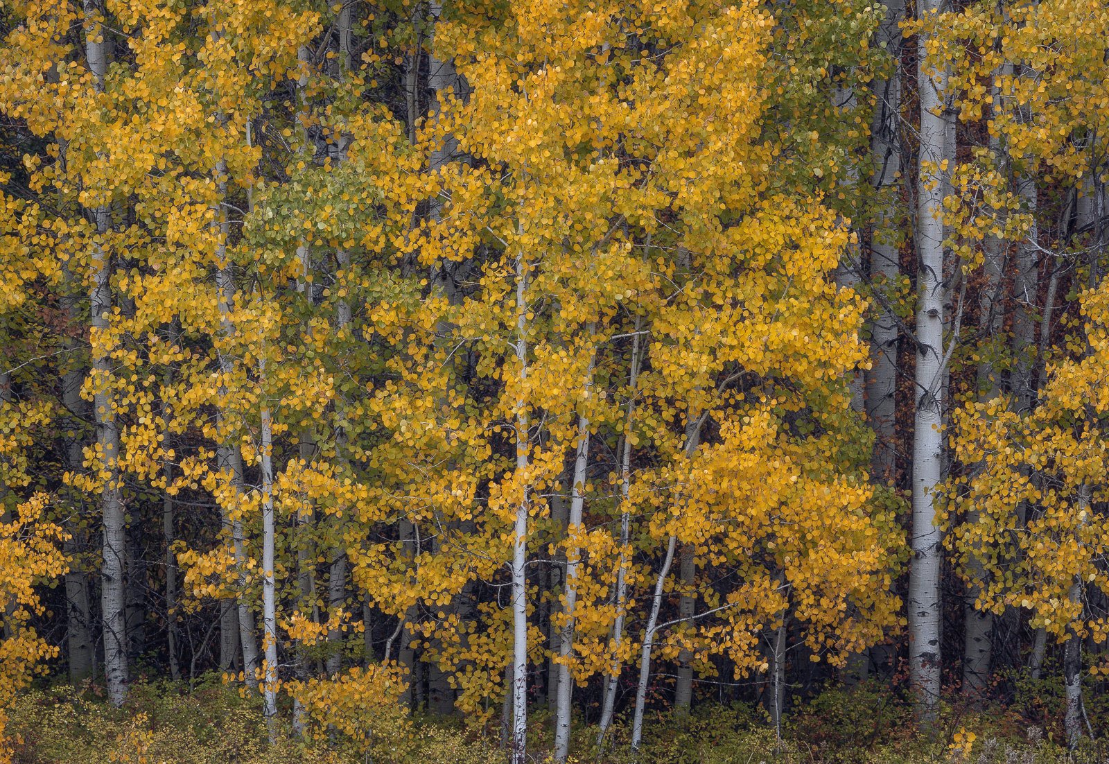 A grove of aspen trees with golden leaves and pale white trunks glowing against a dark forest backdrop in Leavenworth during autumn.