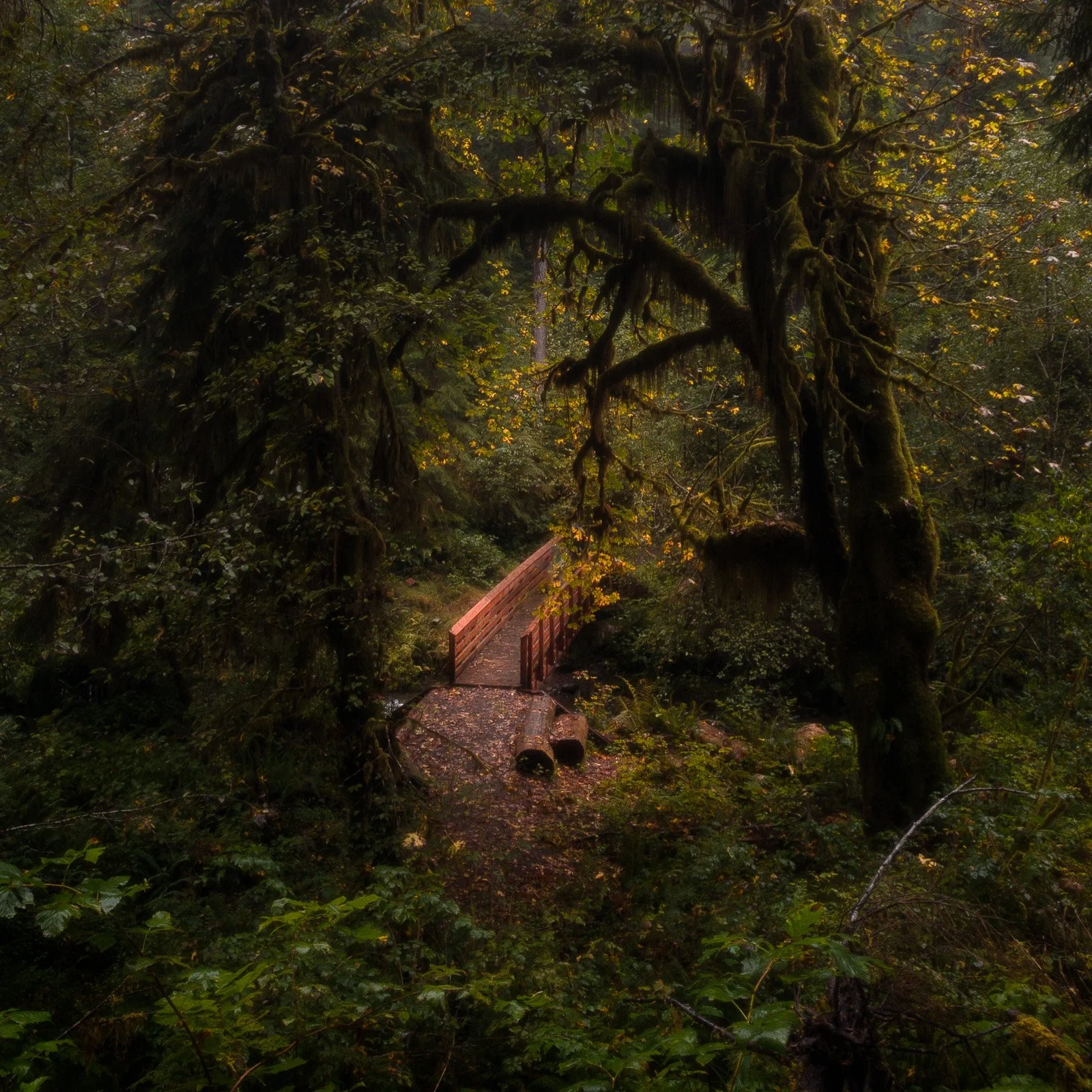 A wooden footbridge stretches across the forest floor, framed by towering moss-draped trees and golden autumn leaves in a lush rainforest setting.