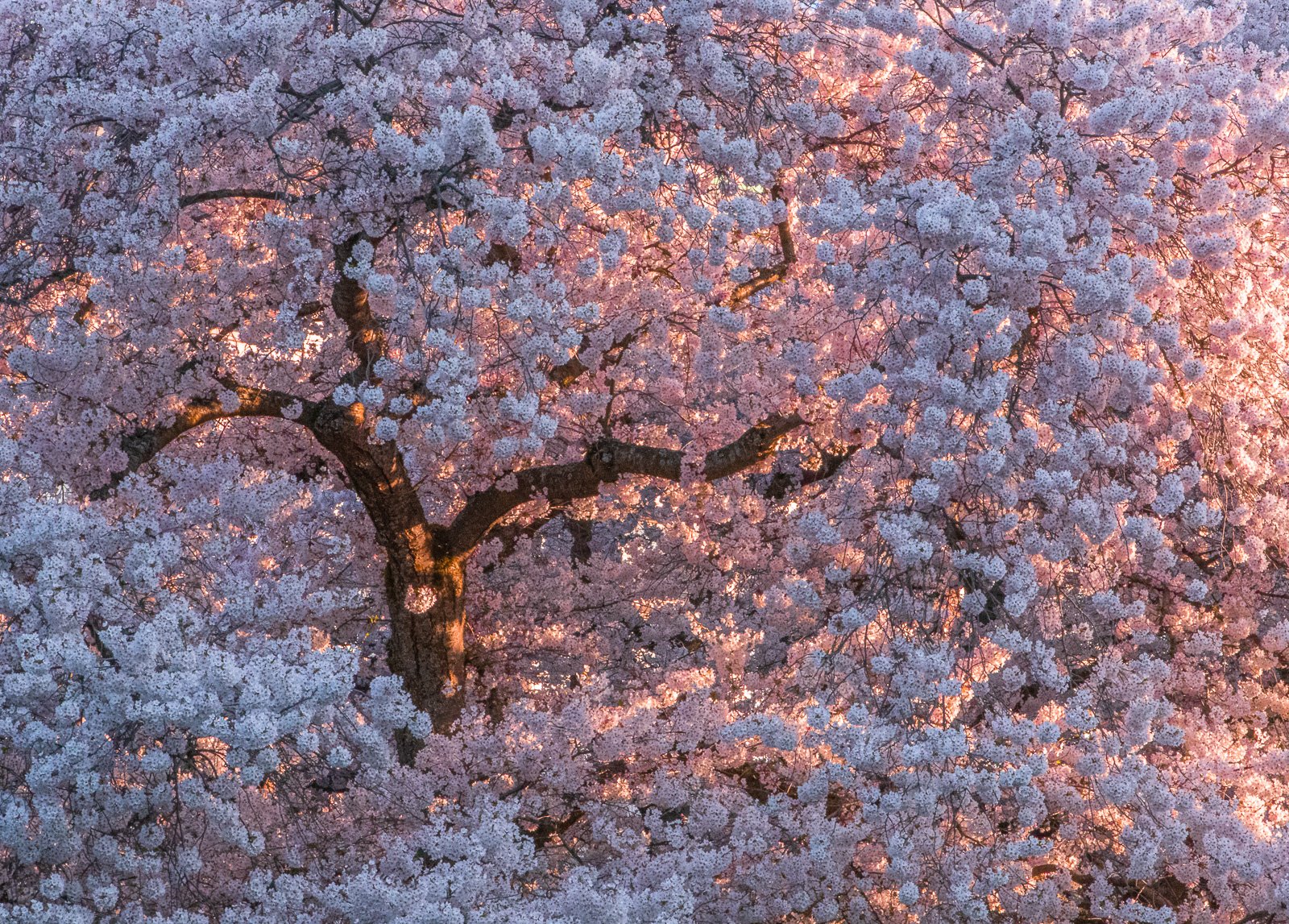 2019_03_31 - UW Quad Cherry Blossoms_00255-2.jpg