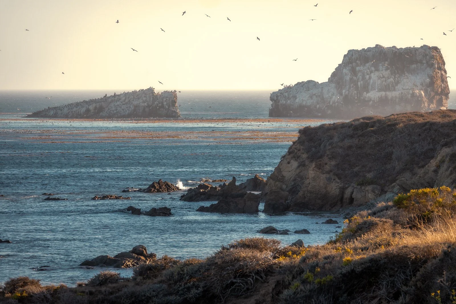 Golden light shines on offshore sea stacks covered in seabirds, surrounded by kelp beds and waves along the central California coast