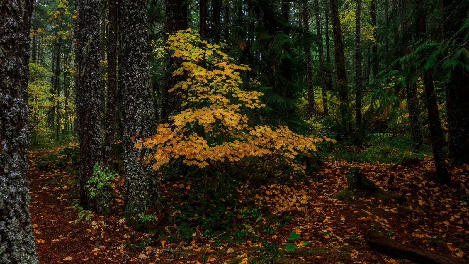 A small golden maple tree glows brightly with autumn leaves among tall dark evergreens in the North Cascades forest.