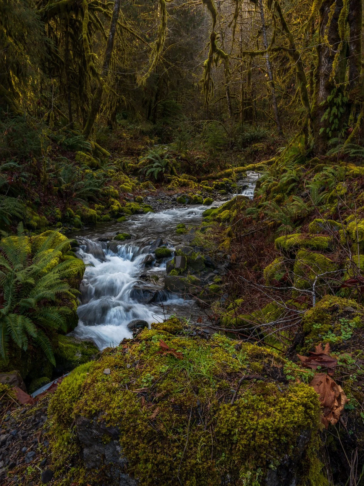 Soft morning light filters through moss-draped trees as a small stream flows over rocks in the Olympic rainforest, creating a peaceful and enchanted woodland scene