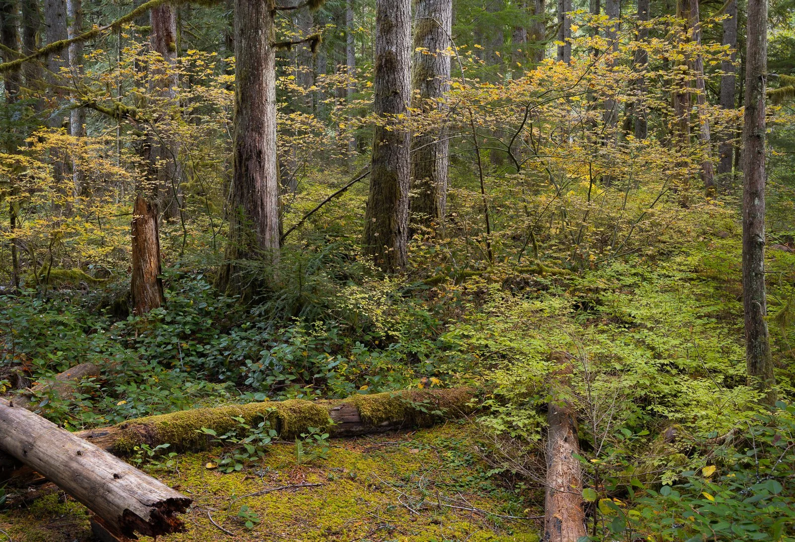 Golden autumn leaves and green foliage in a forest with moss-covered logs on the forest floor, photographed near Leavenworth.