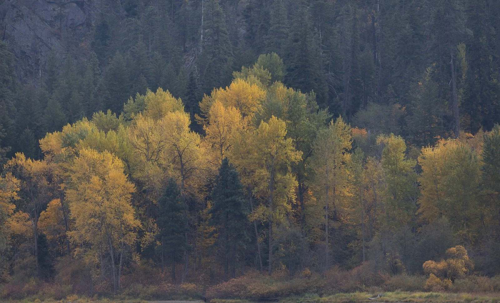 A grove of golden autumn trees glowing against a backdrop of dark evergreen forest and rocky mountainside near Leavenworth.