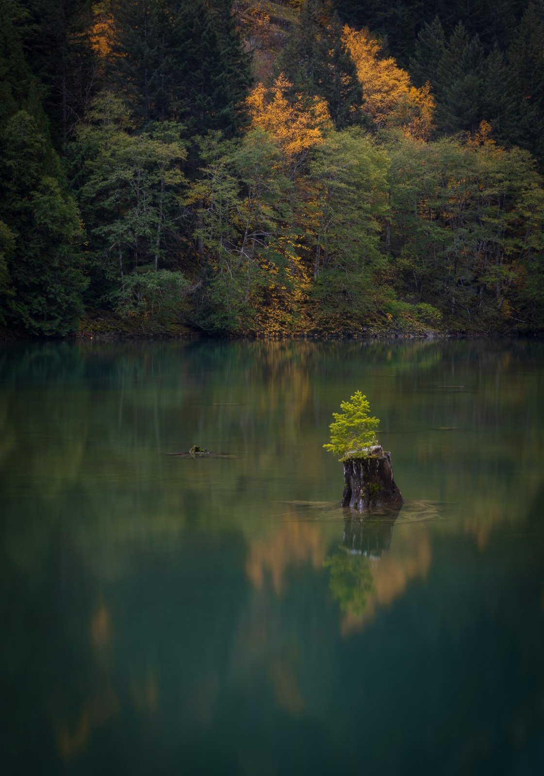 A lone evergreen sapling grows from a submerged stump in a misty lake surrounded by autumn forest, symbolizing resilience in the Pacific Northwest wilderness