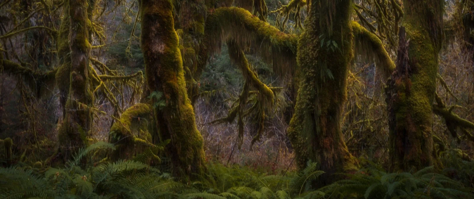 Massive moss-draped trees rise above a dense carpet of ferns in the lush Hoh Rainforest, creating a scene of ancient grandeur.