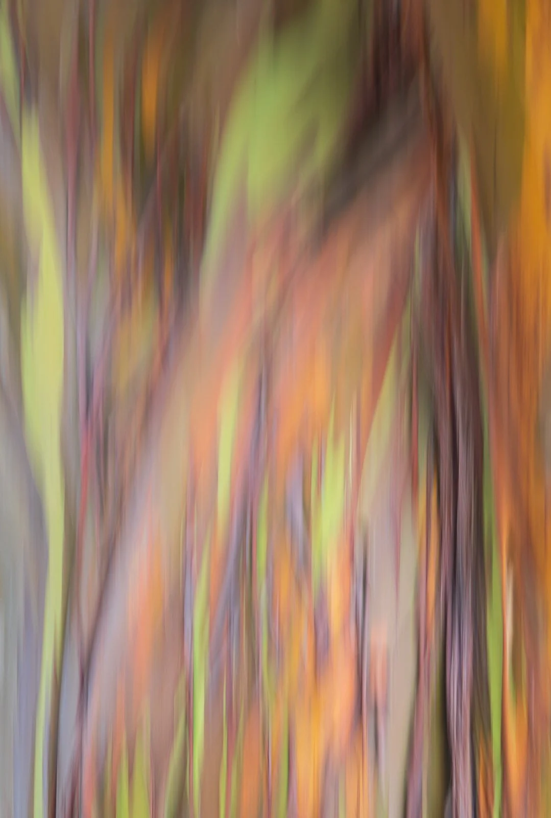 2021_05_15 - Kauai Vacation_04226-2.jpg