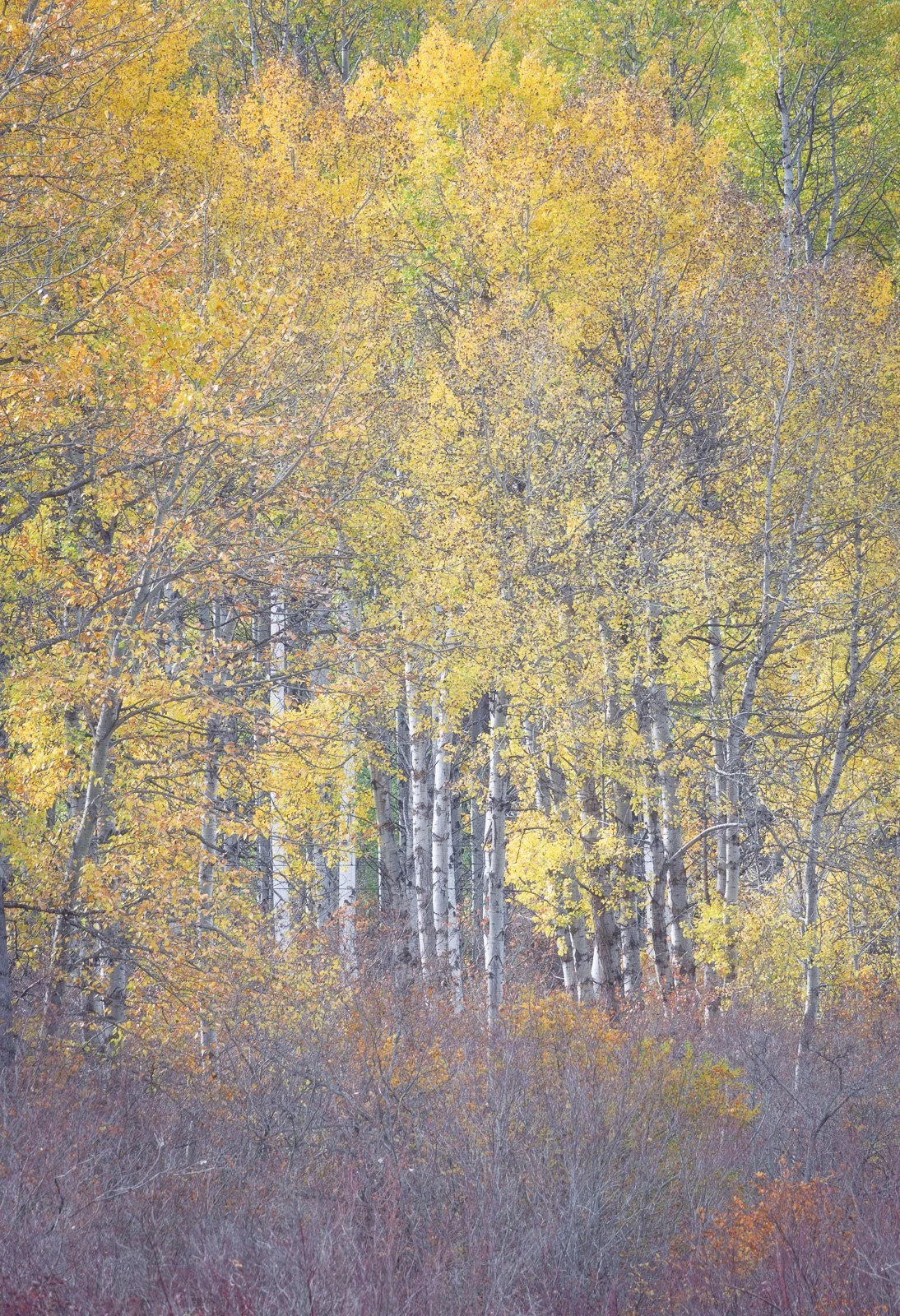 2024_10_10 - Day Trip to Leavenworth_247-Edit.jpg