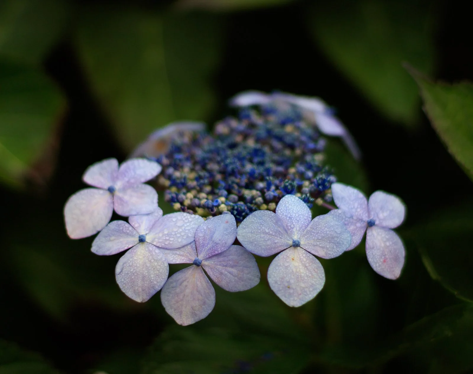 2018_10_21 - Kubota Japanese Garden_00115-2.jpg