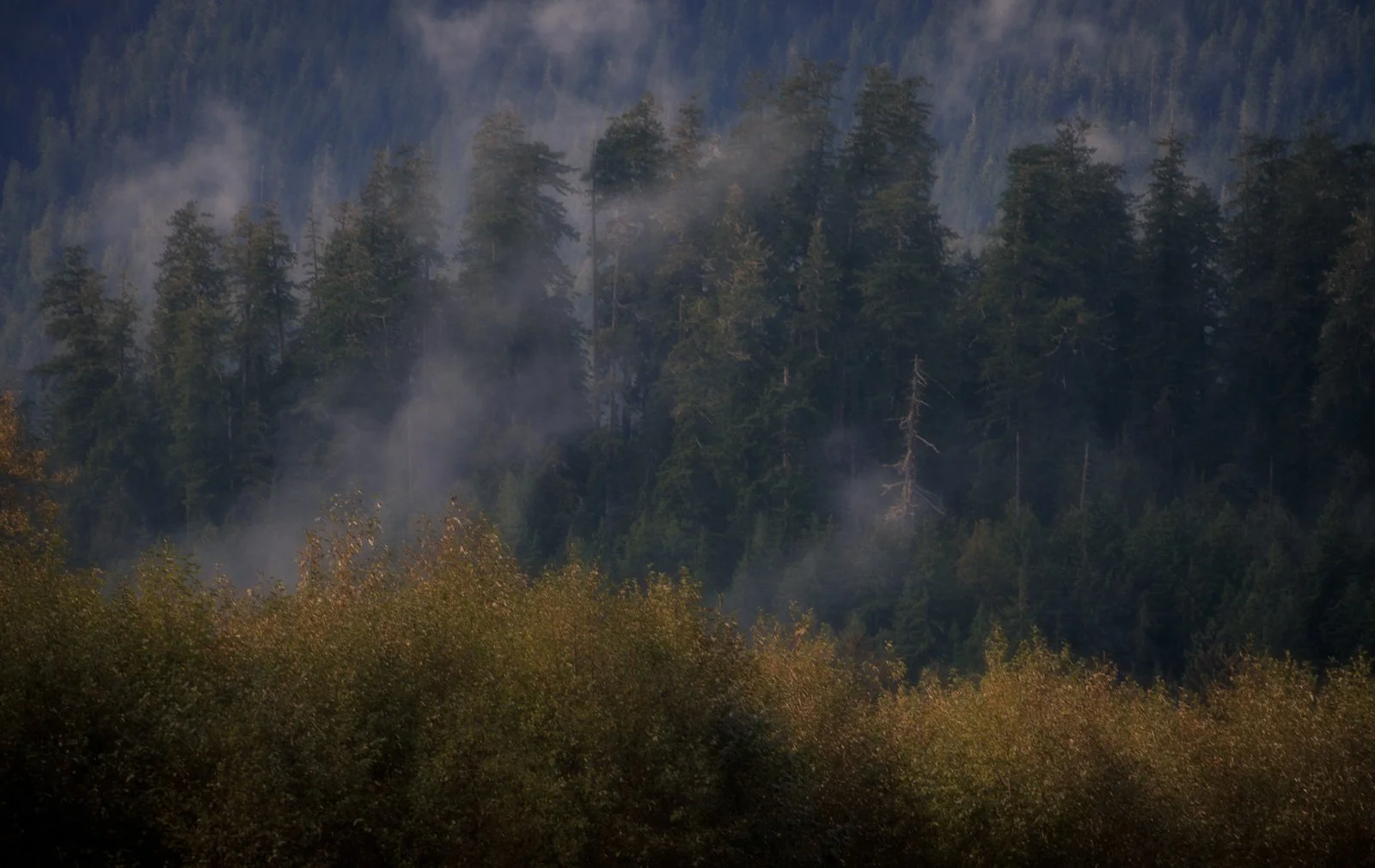 Morning mist rises through a dense evergreen forest with layers of trees fading into the mountainside at Lake Quinault.