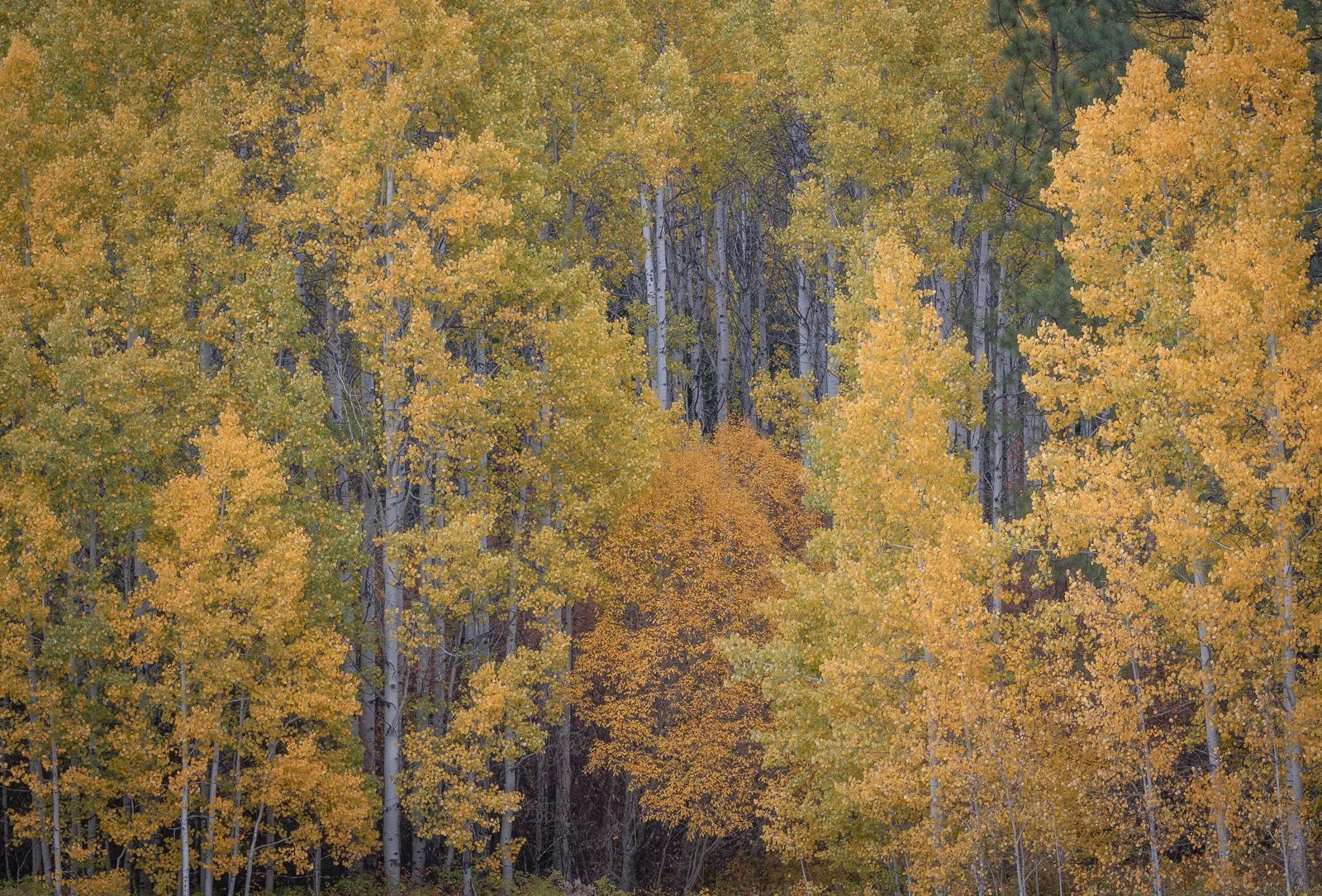Golden aspen grove in autumn with a vibrant orange tree glowing at the center, framed by tall yellow aspens in Leavenworth.