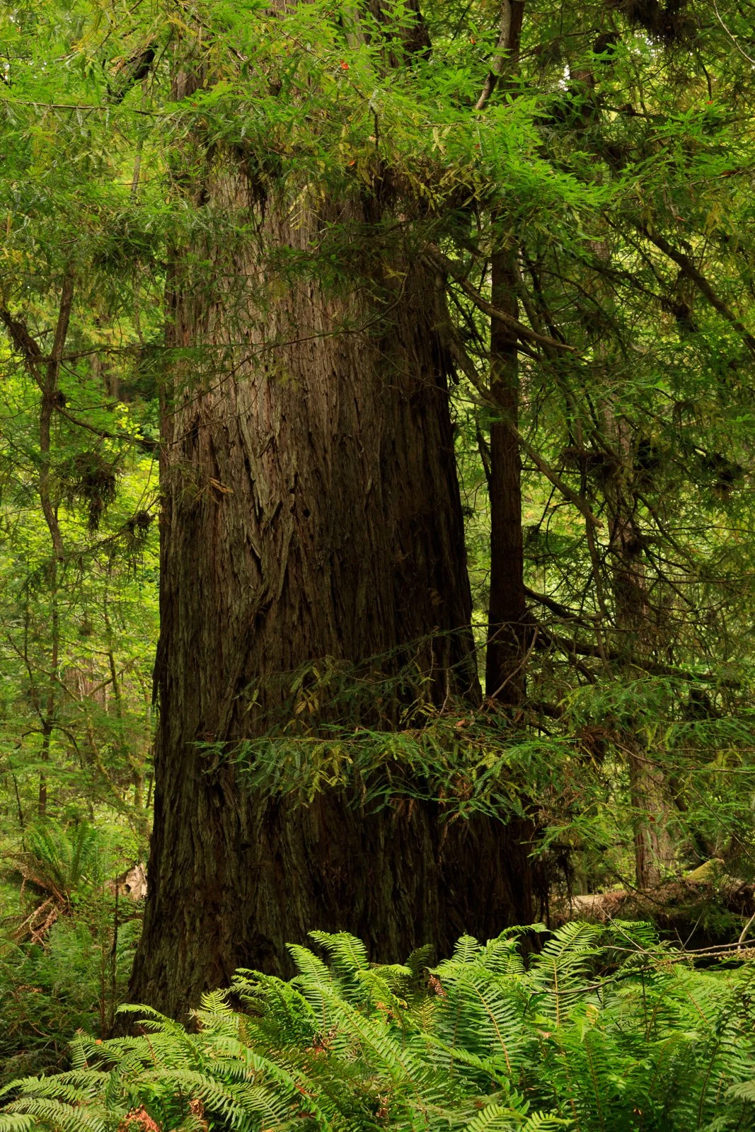 2022_08_11 - West Coast Road Trip_01454.jpg
