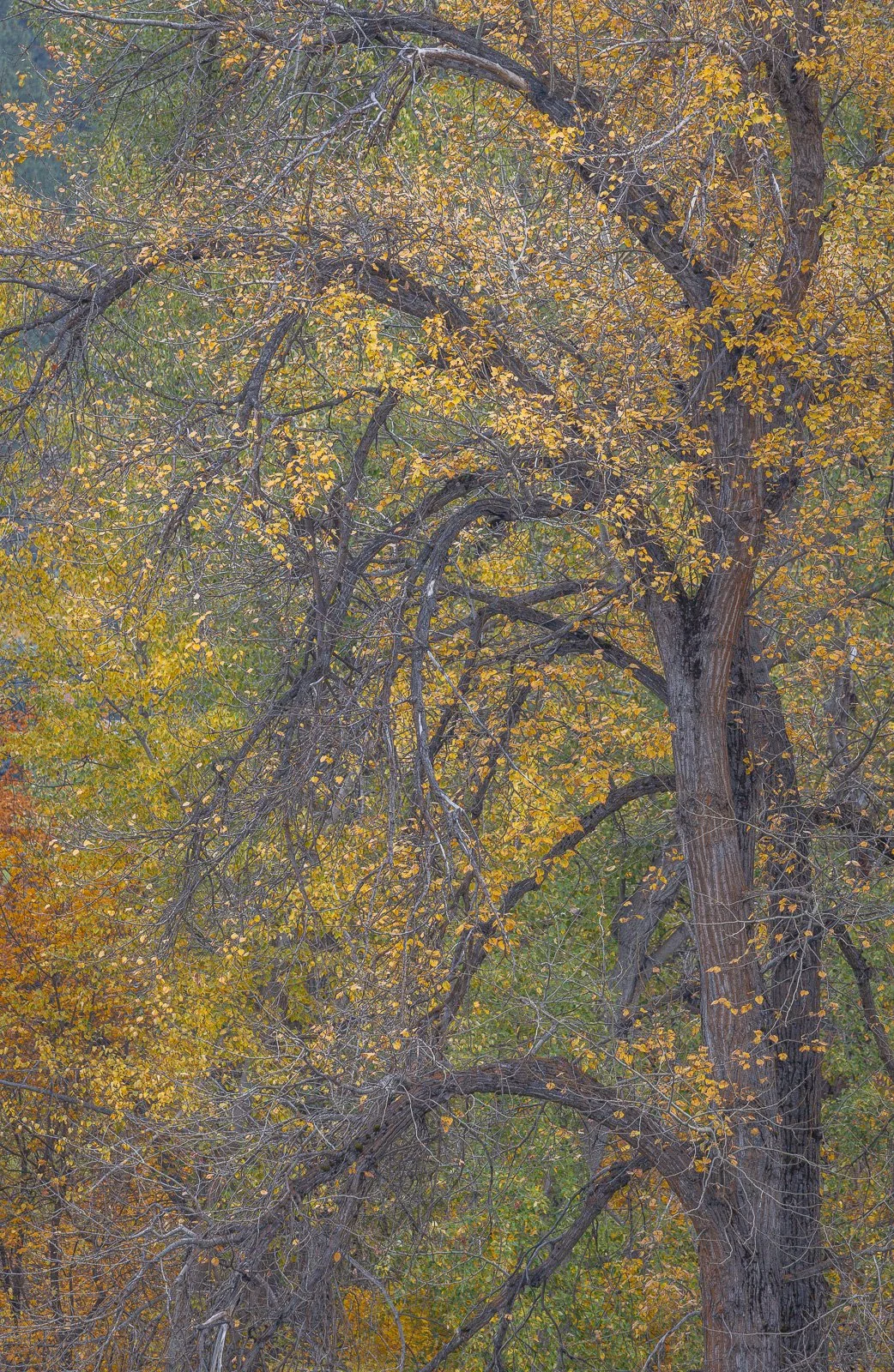 2024_10_10 - Day Trip to Leavenworth_527-Edit.jpg