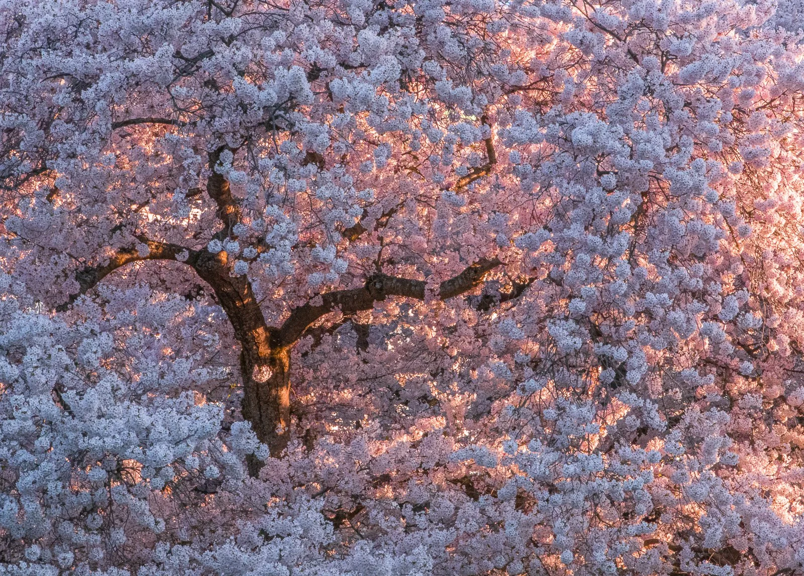 2019_03_31 - UW Quad Cherry Blossoms_00255-2.jpg