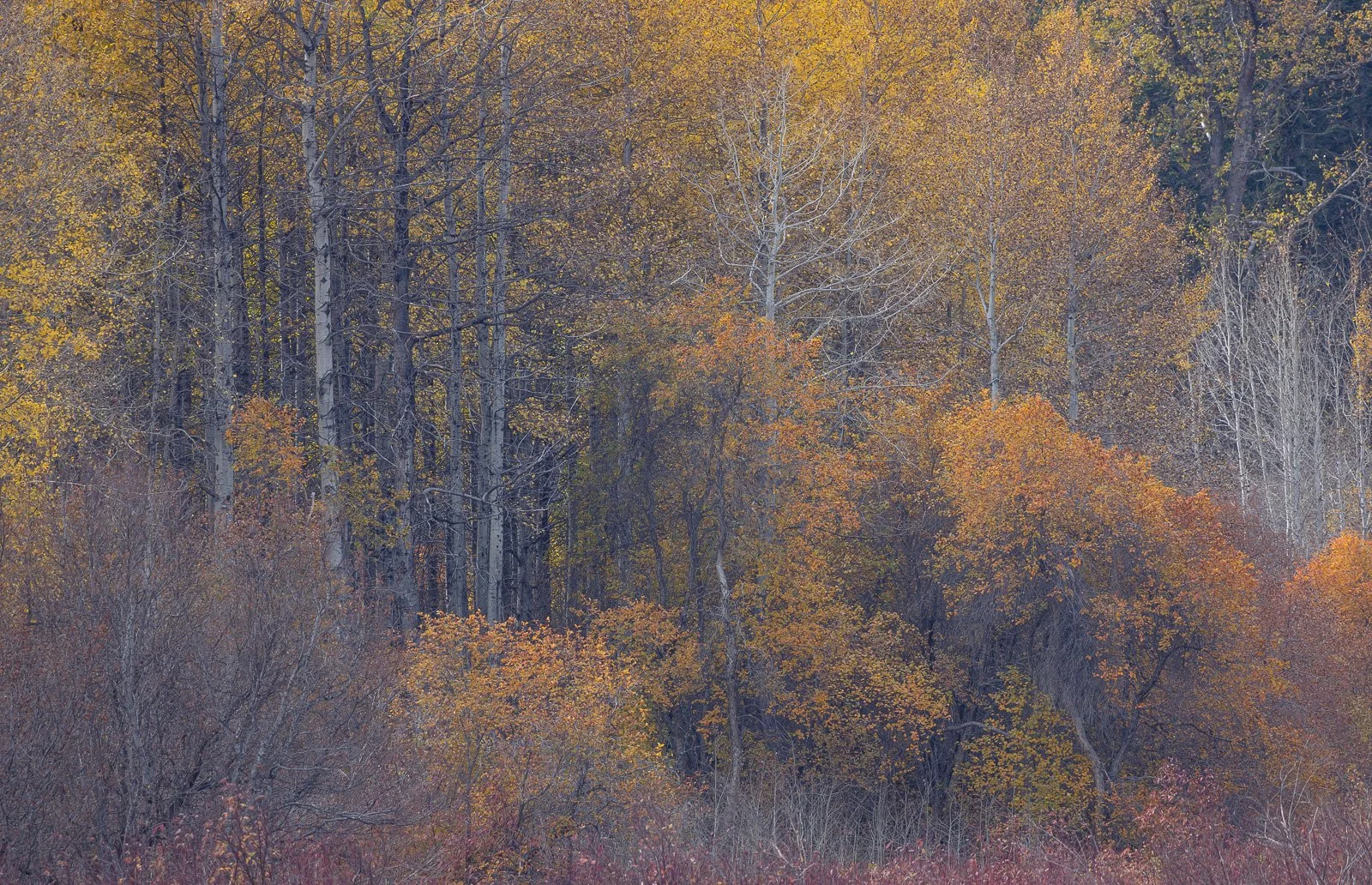 Layered autumn forest with golden yellow and orange leaves, bare silver trunks, and muted purple underbrush in Leavenworth.