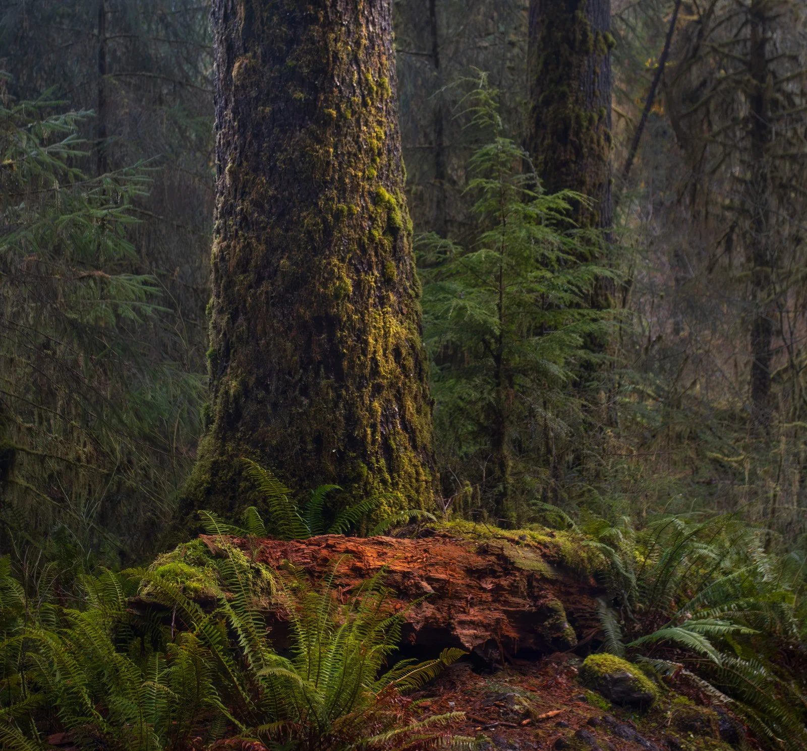 A massive moss-covered tree rises from the rainforest floor beside a decaying red log and lush green ferns in the Hoh Rainforest.