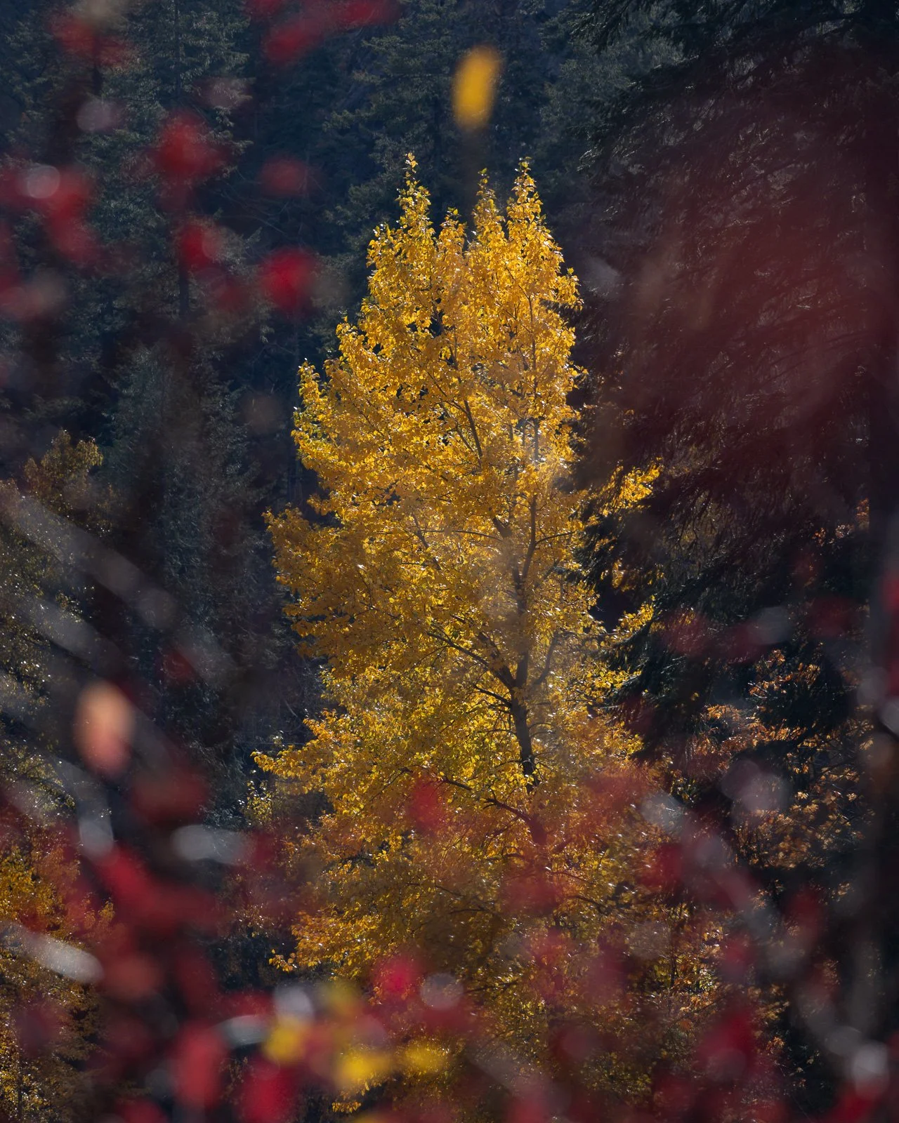 2024_10_10 - Day Trip to Leavenworth_352.jpg