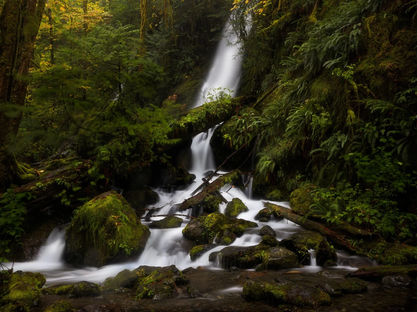 Wide view of waterfall flowing down moss-covered rocks beneath tall ferns and forest trees, temperate rainforest landscape in Washington State