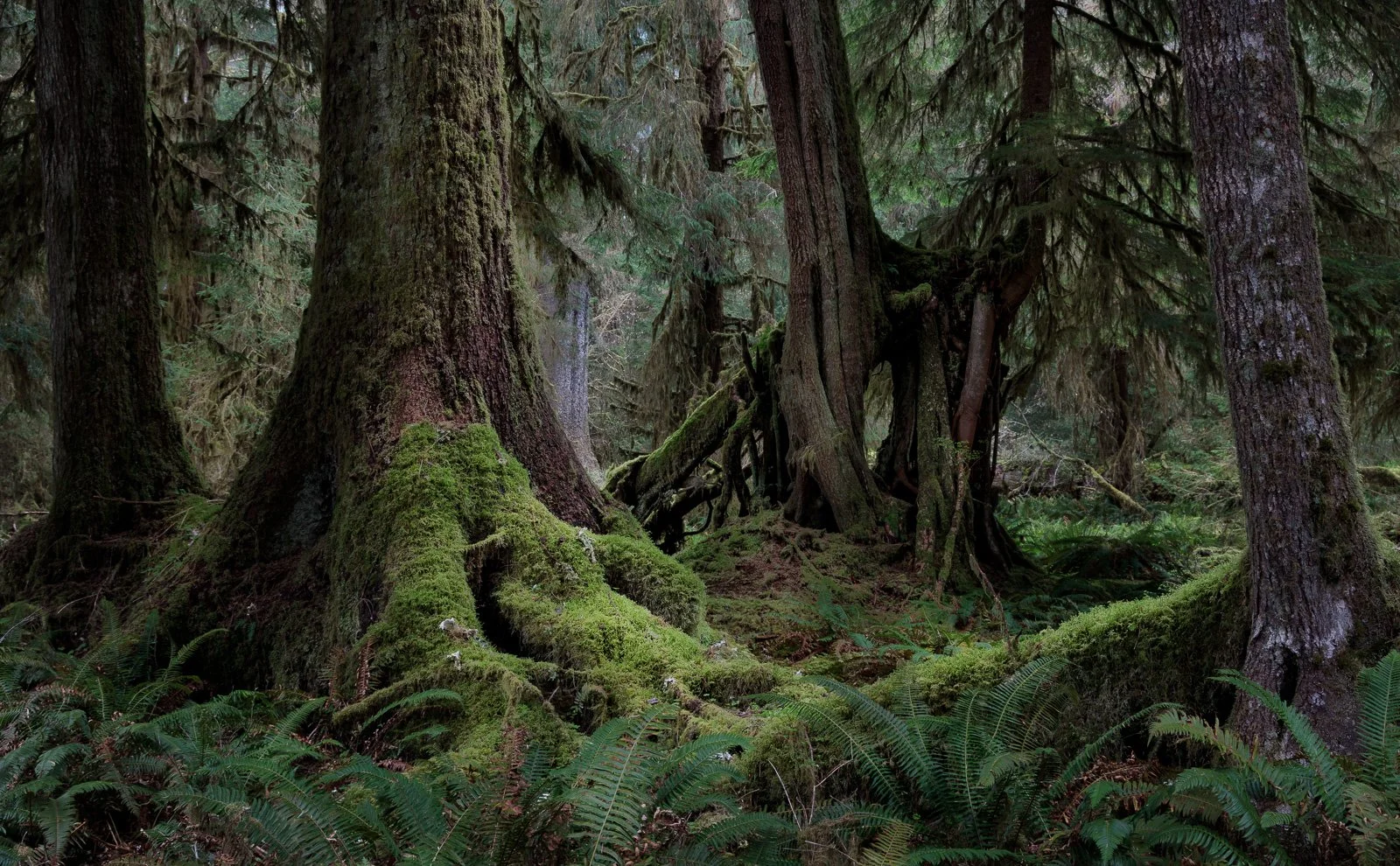 Moss-covered roots of towering trees in the Hoh Rainforest, surrounded by lush green ferns and leaning trunks.