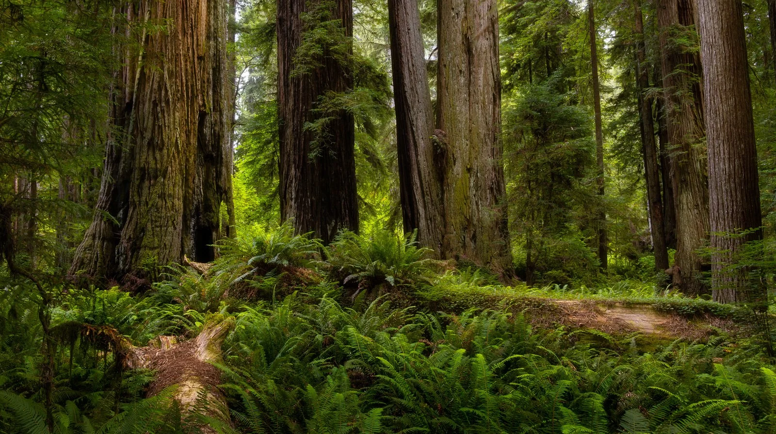 Towering redwoods rise above a dense carpet of ferns in an ancient California forest, creating a sense of grandeur and timeless beauty.