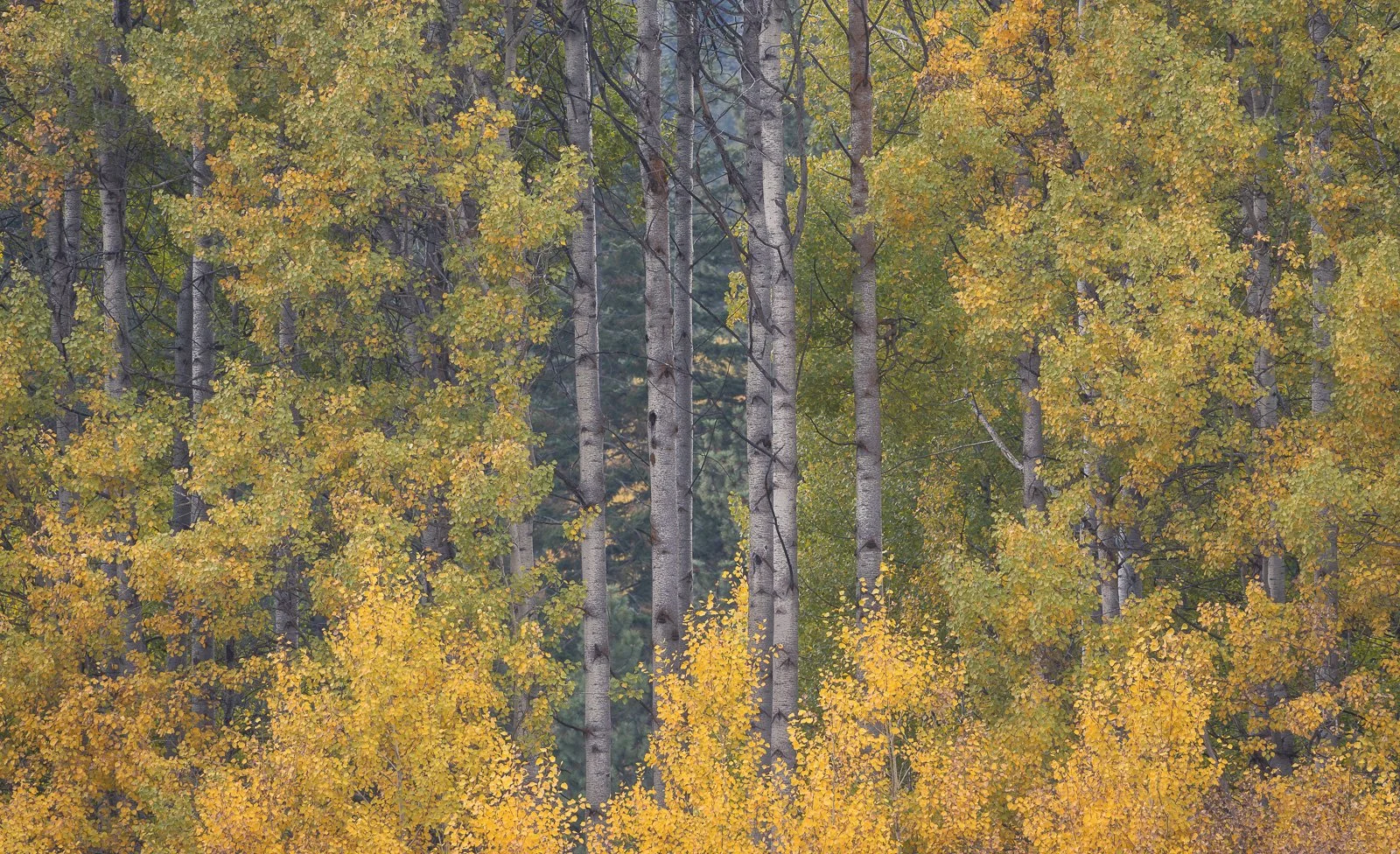 2024_10_10 - Day Trip to Leavenworth_629-Edit.jpg