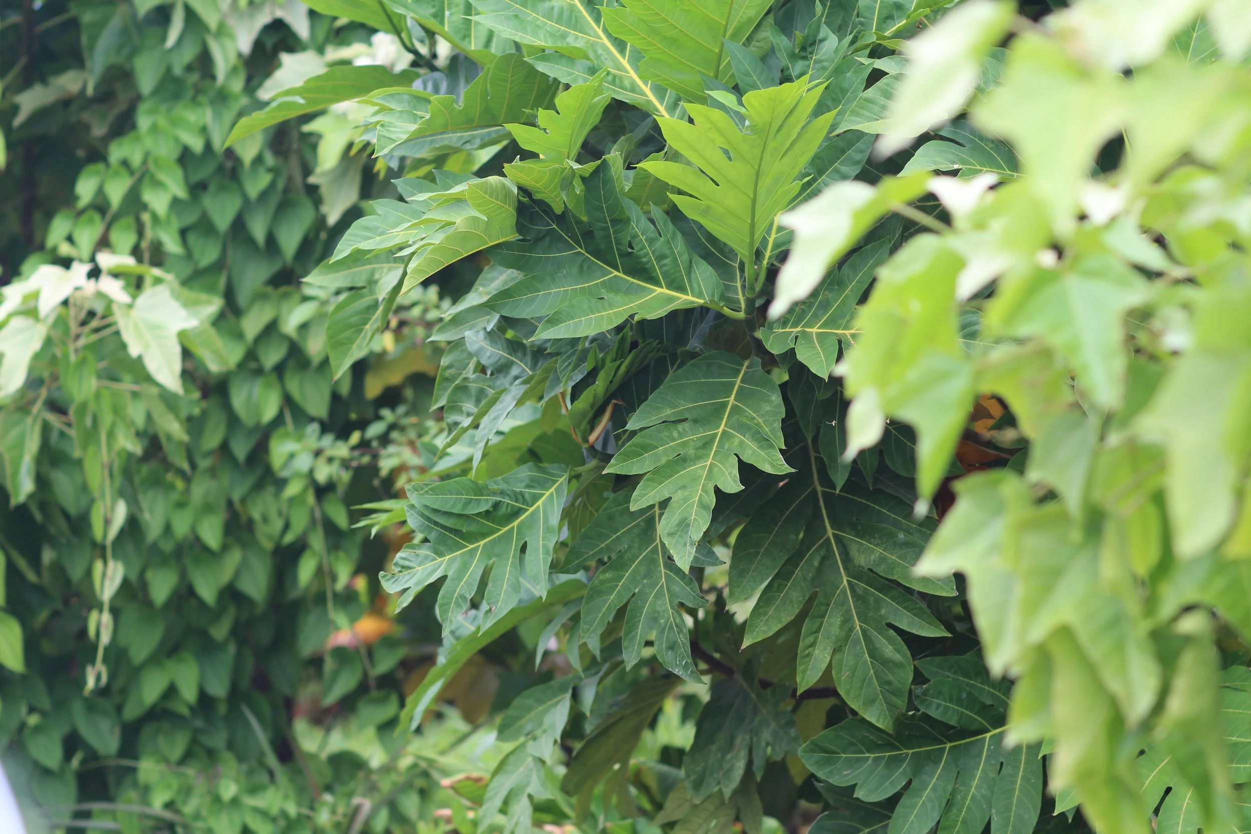 Hawaiʻi Island — Hōʻā Hawaiʻi