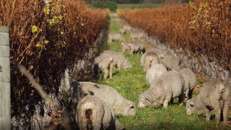 holistic-grazing-sheep-in-vineyards-1.jpg
