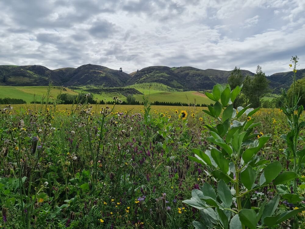 Diverse forage crop wide view 1000px.jpg