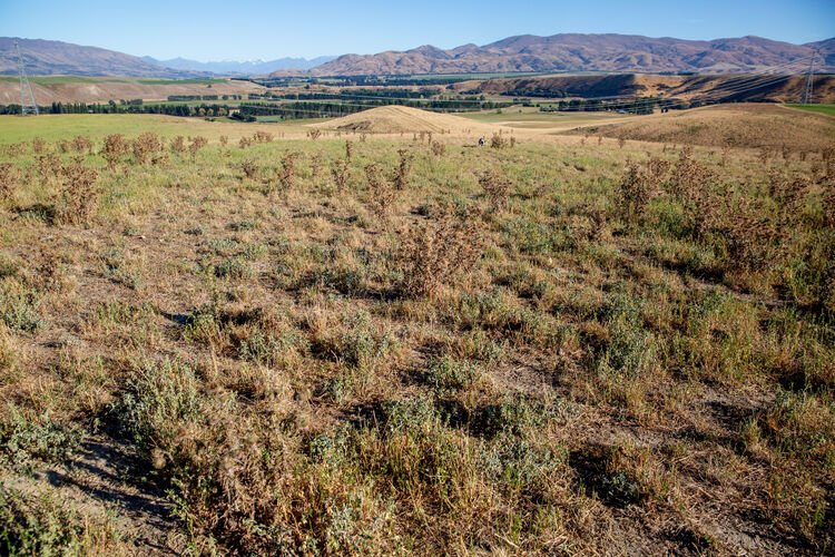 case-study-rutherfords-dry-paddock 750px.jpg