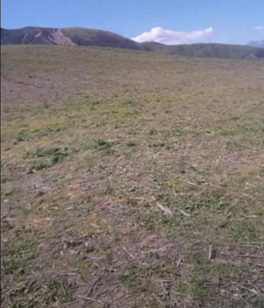 Diverse forage crops – farmer experience and examples — Quorum Sense