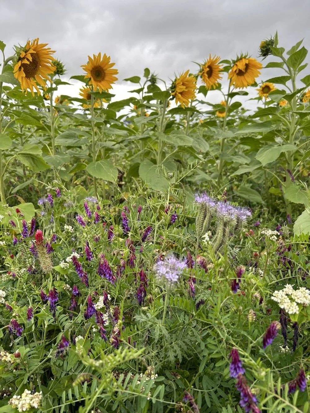 Diverse forage crops – farmer experience and examples — Quorum Sense